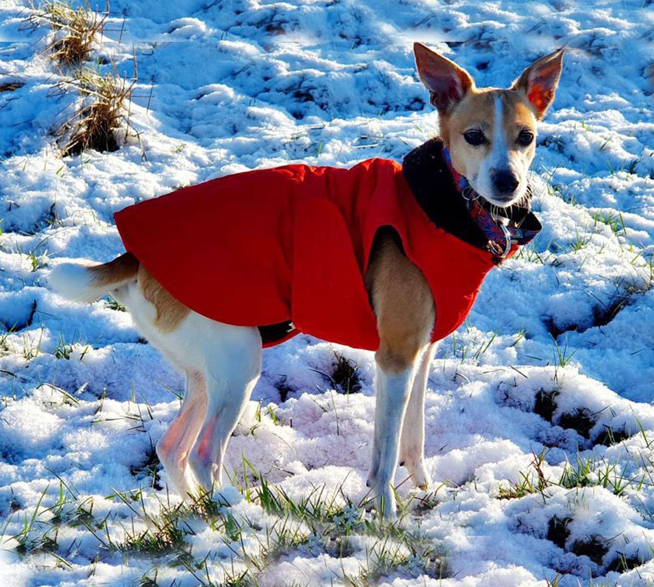 Ev Pet Supplies - Thick Winter Dog Jacket,Lightweight Waterproof Windproof Winter Dog Coat, Warm Dog Vest with Two Layers of Wool Lining