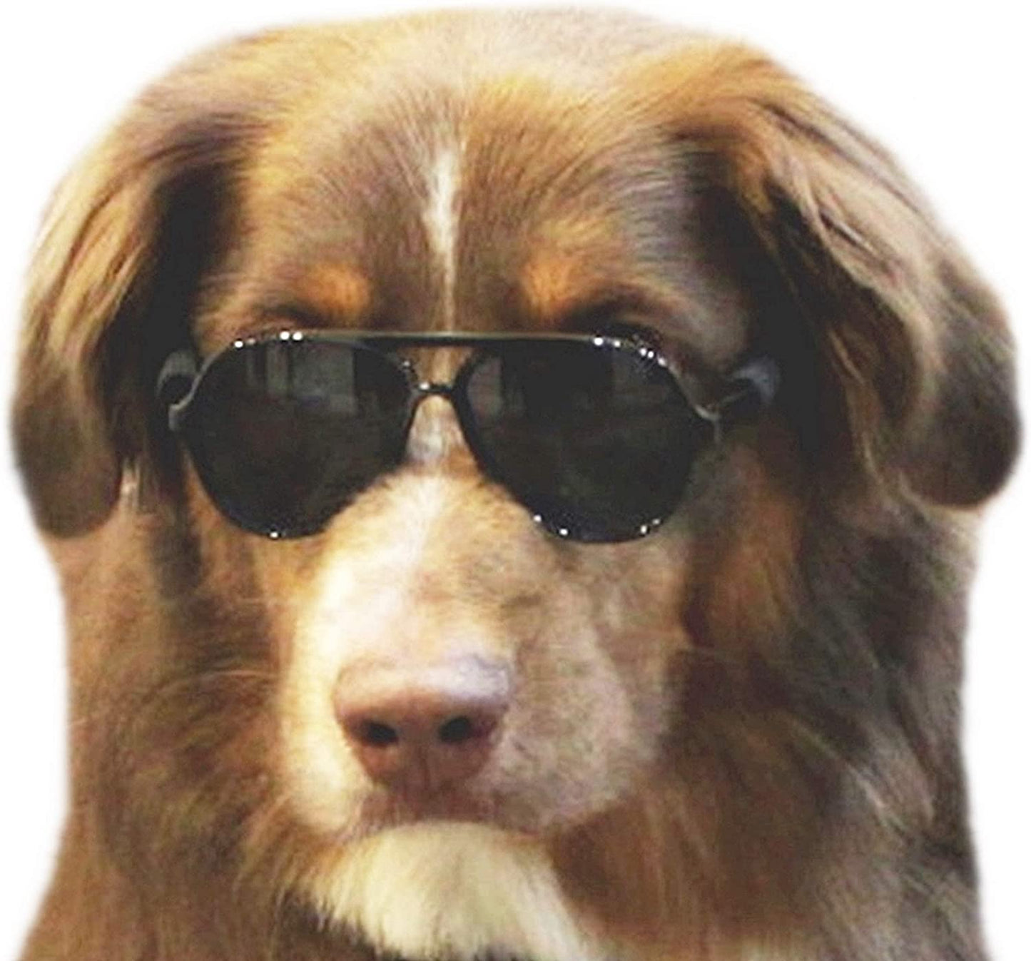 Ev Pet Supplies - Pet Costume Prop Aviator Sunglasses Medium Breeds 20-40 lbs