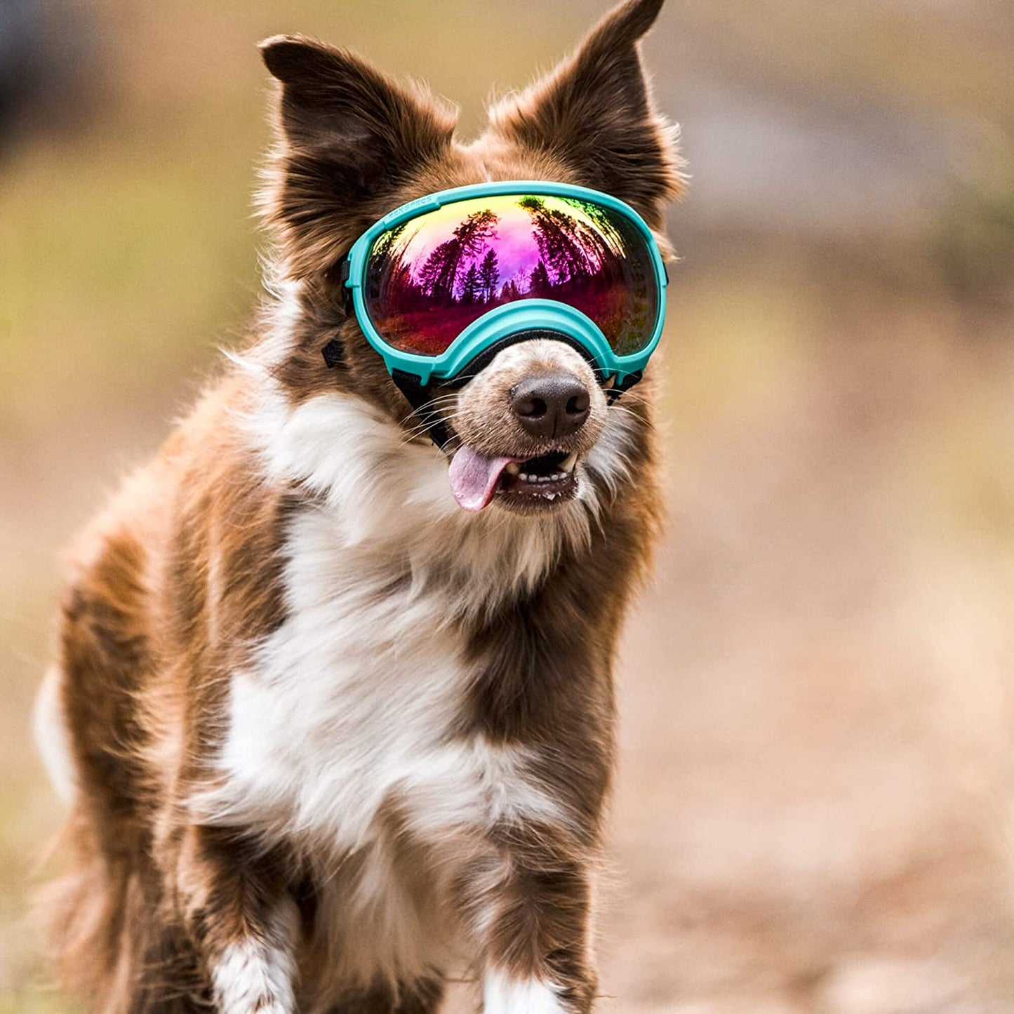 Ev Pet Supplies - Breathable Dog Goggles